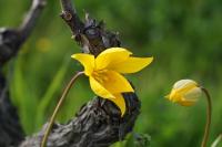 Tulipa sylvestris