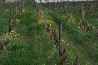 Tulipa sylvestris