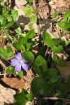 Vinca minor
