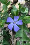 Vinca minor