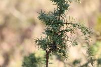 Juniperus communis
