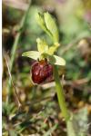 Ophrys aranifera