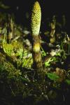 Equisetum telmateia