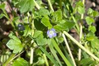 Veronica hederifolia