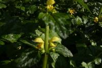 Lamium galeobdolon