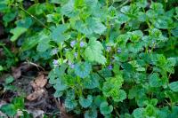 Glechoma hederacea