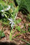 Ornithogalum divergens