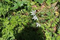 Ornithogalum divergens