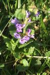Glechoma hederacea