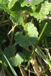 Glechoma hederacea