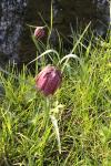 Fritillaria meleagris