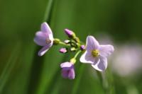 Cardamine pratensis