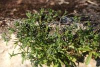 Valerianella locusta