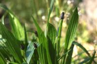 Plantago lanceolata