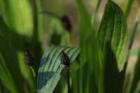 Plantago lanceolata
