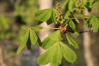 Aesculus hippocastanum