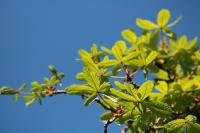 Aesculus hippocastanum