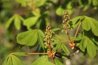 Aesculus hippocastanum