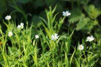Rabelera holostea