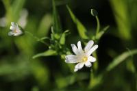 Rabelera holostea