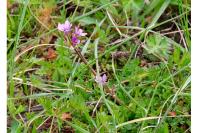 Erodium cicutarium