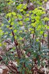 Euphorbia amygdaloides
