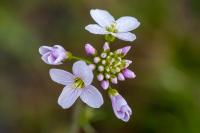 Cardamine pratensis