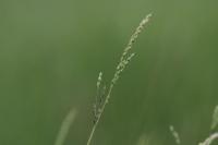 Milium vernale subsp. scabrum