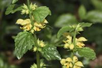 Lamium galeobdolon