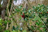 Ilex aquifolium