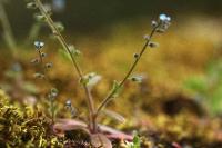 Myosotis ramosissima