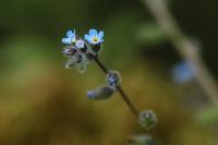 Myosotis ramosissima