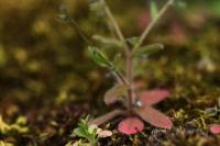 Myosotis ramosissima