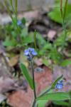 Myosotis ramosissima