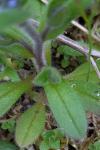 Myosotis ramosissima