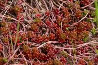 Sedum album