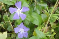 Vinca major