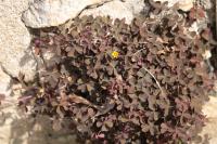 Oxalis corniculata