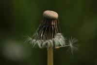 Taraxacum officinale