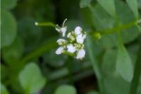 Cardamine hirsuta