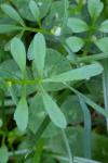 Cardamine hirsuta
