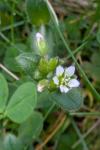 Cerastium fontanum