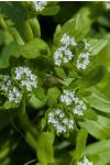 Valerianella locusta