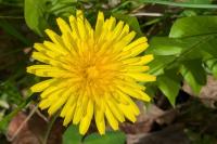 Taraxacum officinale
