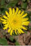 Pilosella officinarum
