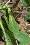 Pilosella officinarum