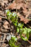 Stellaria media