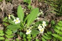 Primula vulgaris
