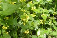 Lamium galeobdolon