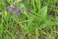Pulmonaria longifolia